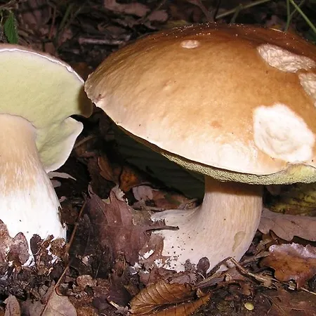 Rural La Corte De Pinares Casa de hóspedes 3*