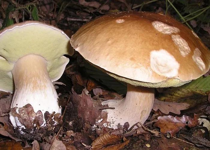 Rural La Corte De Pinares Maison d'hôtes 3*